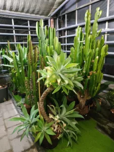 Décotropic à Rosheim