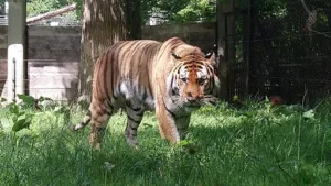 Parc Zoologique de Loisirs à Thoiry