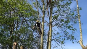 Arbre de Vie à Flexbourg