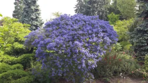 Aux Jardins Fleuris à Méry-sur-Oise