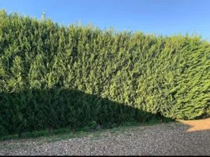 Petit paysagiste de l’Oise à Angy