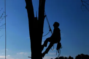 BLASQUEZ ENVIRONNEMENT à Trets