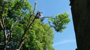 Arbres et Vous à Pierre-Châtel
