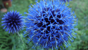 Jardin Chardon Bleu à Cabriès