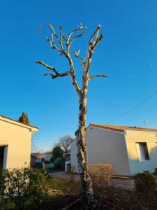 Jardin Services 85 à Les Sables-d'Olonne