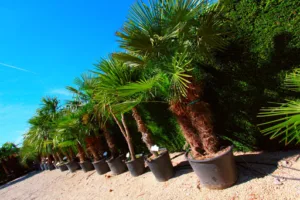 Pépinière Jardinerie KRESZ point de vente 1 à Fuveau