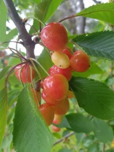 Pépinière Passiflore à Pézilla-la-Rivière