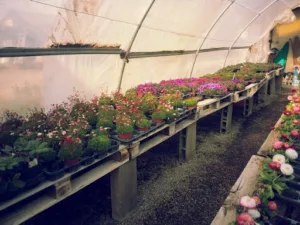 Gérard ALBERT – fleurs et plantes à massif aiguillon à Aiguillon