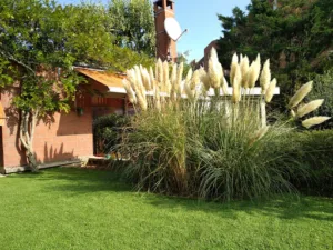 Tout en jardin Danjou à Comines