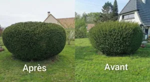 ELAGUEUR EXPRESS JARDINIER PAYSAGISTE TAILLE DE HAIES MASSY PALAISEAU VERRIERES LES BUISSONS ANTONY à Massy
