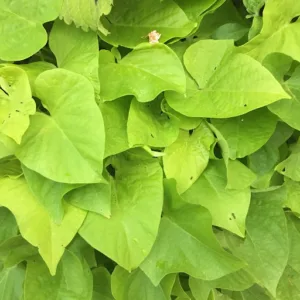 Les Petites Feuilles – Paysagiste à Évian-les-Bains