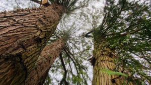 AU TRONC VERT – Elagage – Abattage Darbre – Espace Vert – Taille De Haie – Debrousaillage à Pouilly