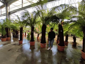 Médipalm à Saint-Geours-de-Maremne