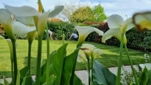 Paysagiste des Mauges à Beaupréau-en-Mauges
