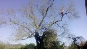 Aux Arbres de Loïc à Ivry-la-Bataille