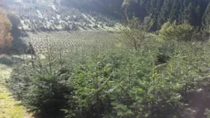 Paysagiste Les Complices de la Nature à Steinbourg