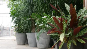 Sauvaje/Jardinier du Vivant à Magny-les-Hameaux