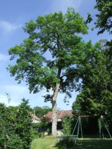Arbor Environnement SARL à Vulaines