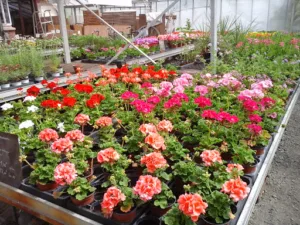 Jean Dubois Horticulteur à Béthune