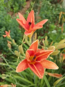 Les Jardins Revol à La Chaise-Dieu