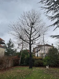 Jeanroy Elagage – Elagueur Jardinier Paysagiste sur l’Essonne (91) à Linas