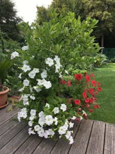 Besnard Laurent Parcs et Jardins à Saint-Rémy-lès-Chevreuse