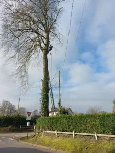 Artisan bûcheron élagueur entretien espaces verts M.Lévêque à Abbeville