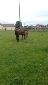 Sarl Ragot à Belfonds