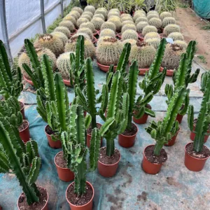 Les Cactées de Saint-Jean à Clérieux
