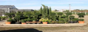 Pépinières Clarac-pesqué SARL à Barcelonne-du-Gers