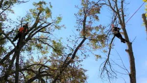 ABC ENVIRONNEMENT à Morières-lès-Avignon