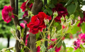 Jardin et Couleurs à La Celle-Saint-Cloud