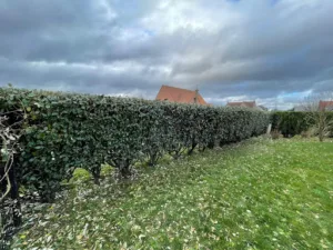 Les Bourgeons de Calais à Sangatte