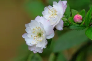 Jardins des Miléna à Carvin