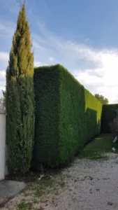 SARL GreenCut Travaux Paysagers à Entraigues-sur-la-Sorgue