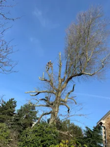 MB Paysage | Paysagiste – Entretien – Création Jardin – Elagage – Abattage | Saint Aignan de Grand Lieu à Saint-Aignan-Grandlieu