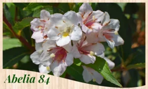 Abelia 84 Jardins et Paysages à Bédarrides