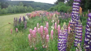 Jardins Et Paysages à Naussac-Fontanes