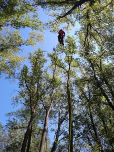 Arbiose élagage à Brignoles