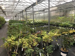 Dagorne Horticulture à Erquy