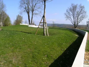 Albizzia à Ruffey-le-Château