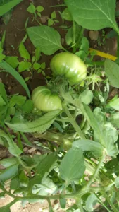 Jardins Sioracois à Siorac-de-Ribérac