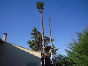 Respons’arbre Elagage à Saint-Igny-de-Vers