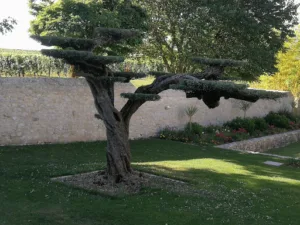 Harmonie Jardin à Gardegan-et-Tourtirac