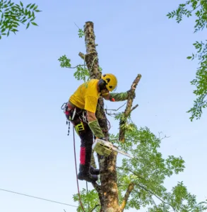 Charente Elagage – Charente Clôtures à Garat