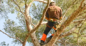 Societé les jardiniers à Aix-en-Provence