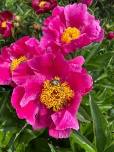 Arbres et Jardins Services SARL à Servon