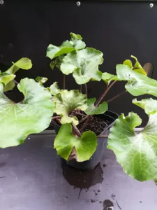 Les jardins de Messaline à Doingt
