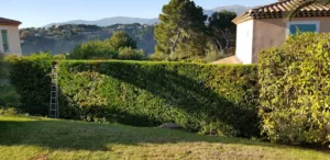 Jardinier Paysagiste Cannes et Mougins à Cannes