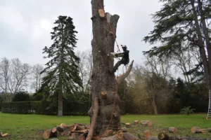 L’ ARBRE ET LE JARDIN à Cuxac-d'Aude